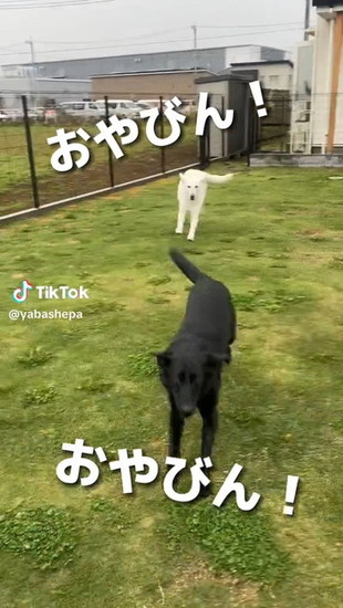 走り寄る犬