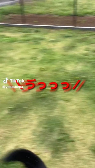 体当たりする犬