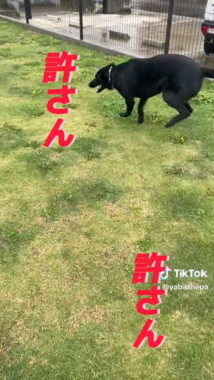 駆け回る犬