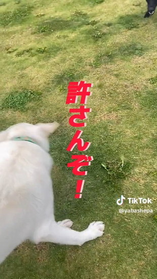 ブレる犬