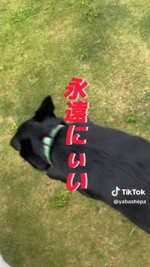 走る犬