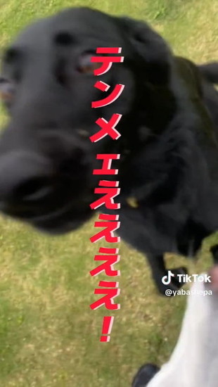 抱きつく犬