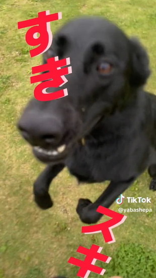 迫力ある犬