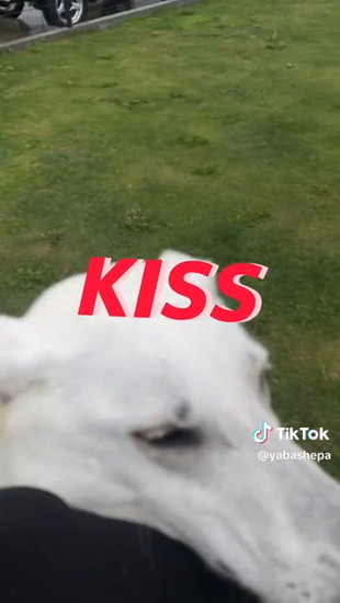 抱きついた犬