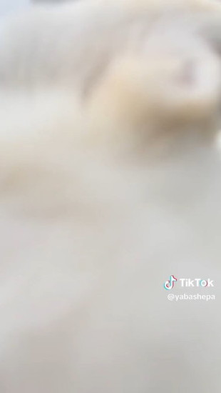 寄った犬