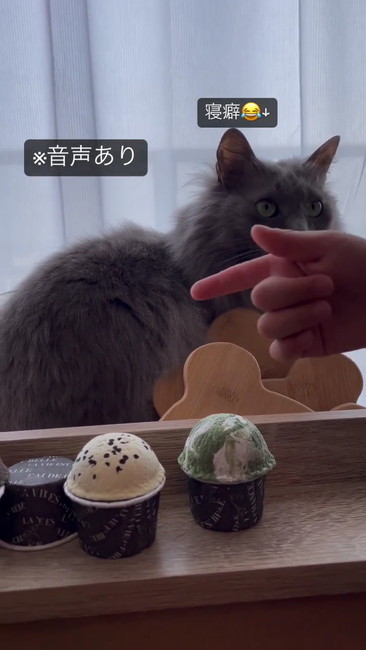 マカロンあります