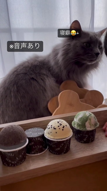 つまらなそうな猫