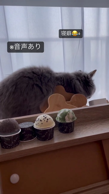 もうやらない猫