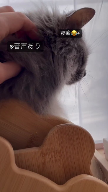 寝癖なでなで猫