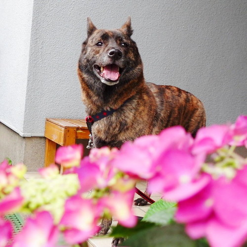 散歩行く甲斐犬