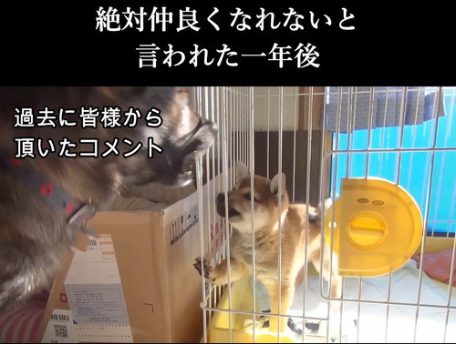 警戒心むきだしの2匹