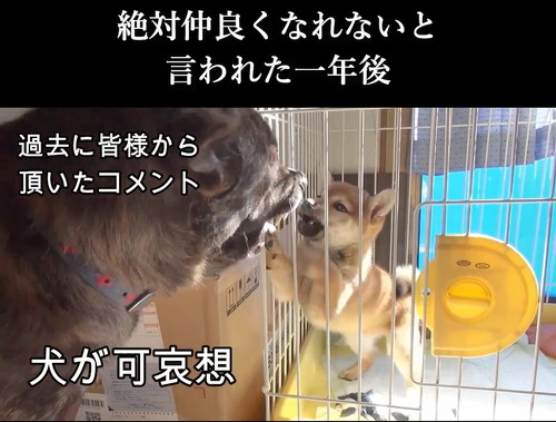 柴犬と甲斐犬