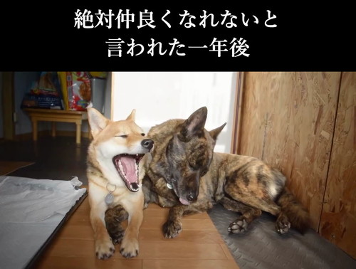 柴犬と甲斐犬1年後