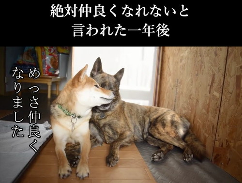 柴犬と甲斐犬仲良くなった姿