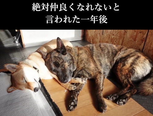 柴犬と甲斐犬すやすや
