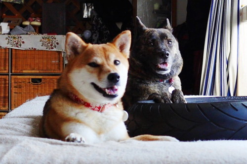 柴犬と甲斐犬カメラ目線