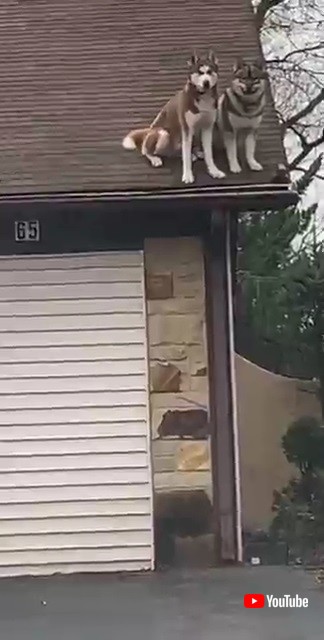 屋根の上にいるハスキーたち