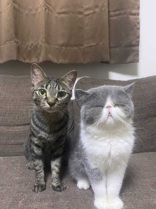 2匹の猫の成長ビフォーアフター