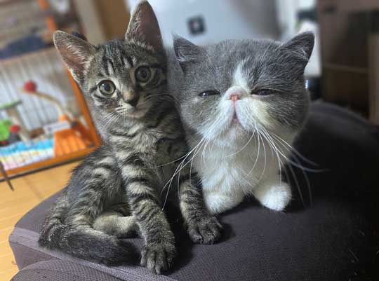 2匹の猫の成長ビフォーアフター