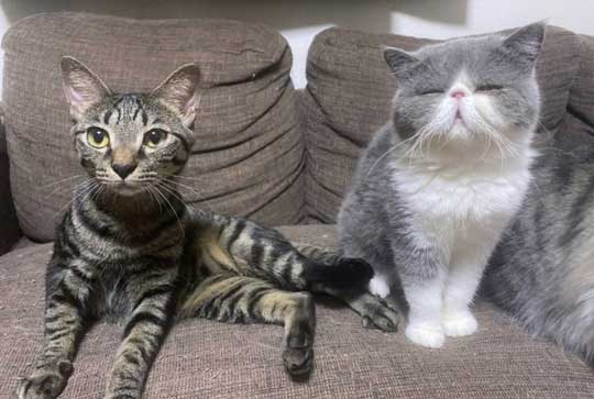 2匹の猫の成長ビフォーアフター