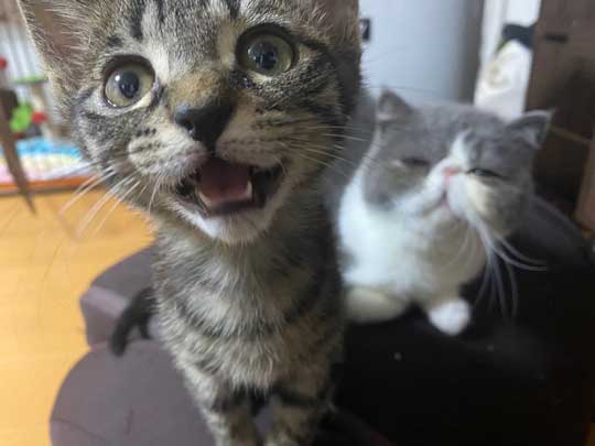 2匹の猫の成長ビフォーアフター