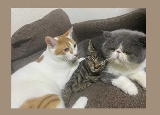 猫3匹