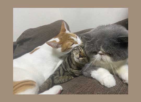 親子のような猫たち