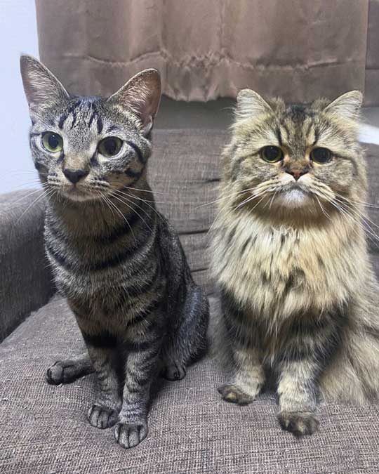 2匹の猫