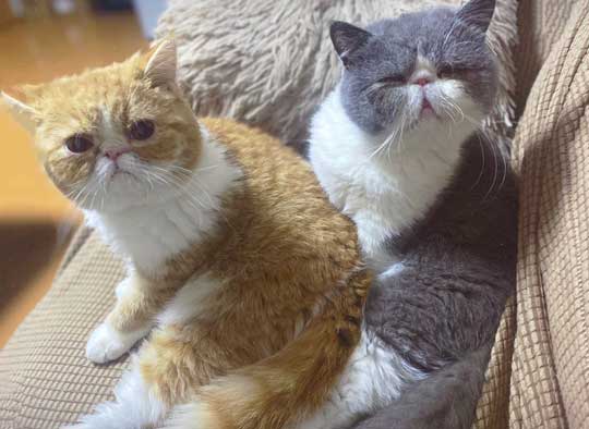 2匹の猫