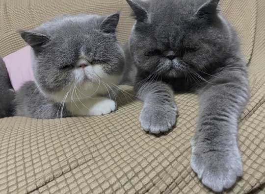 2匹の猫