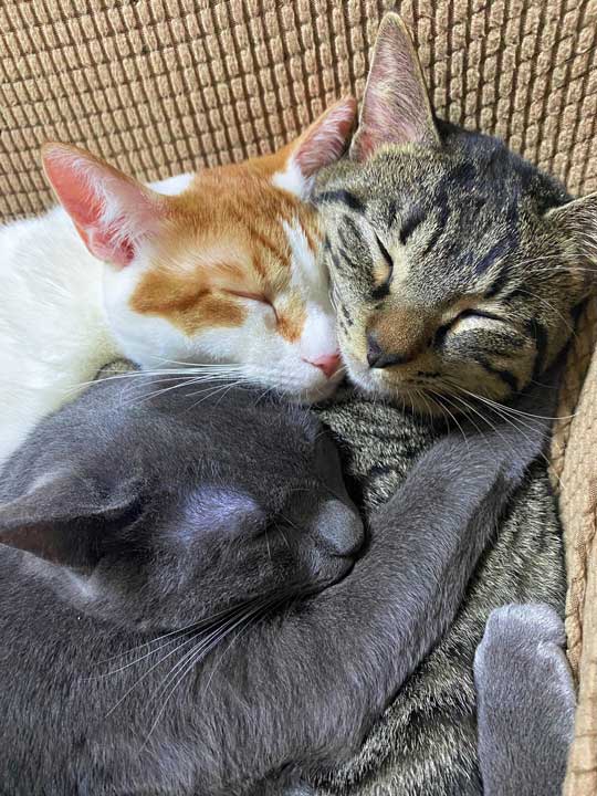 3匹の猫
