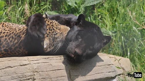 毛づくろいするジャガー