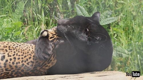 ぎゅっと抱きしめるジャガー