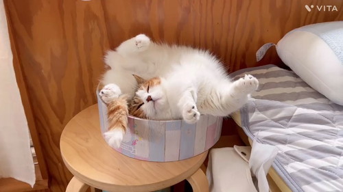 「寝相悪いねるちゃん」