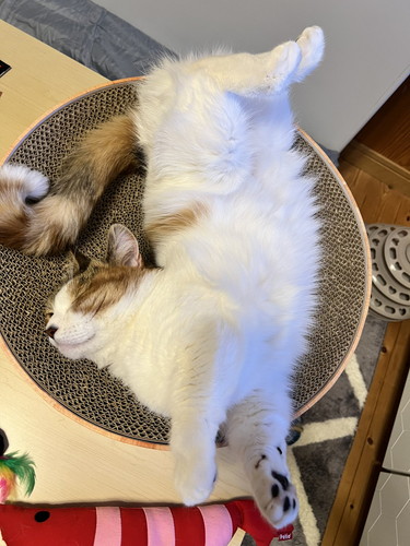 のびのびのねるちゃん