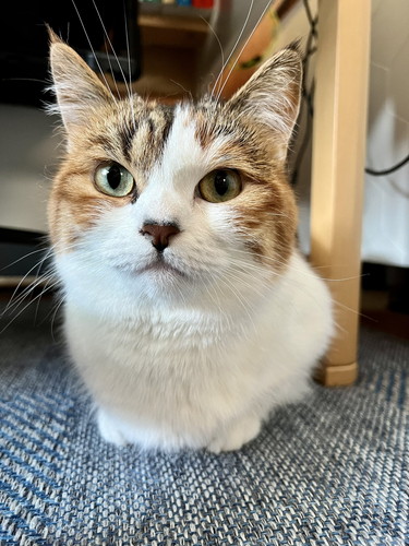 おめめぱっちりのねるちゃん