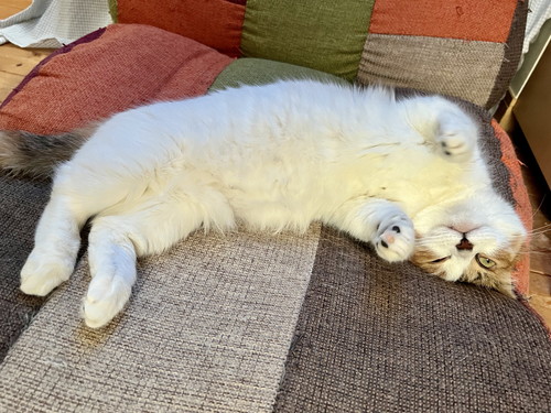 おかえりなさいのねるちゃん