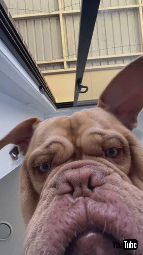 おやつ食べに来たワンコ