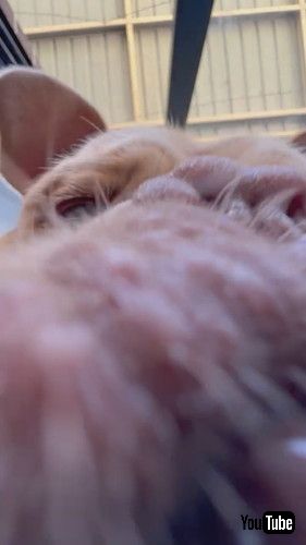 「POV Of A Tasty Snack || ViralHog」