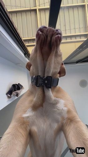 「POV Of A Tasty Snack || ViralHog」