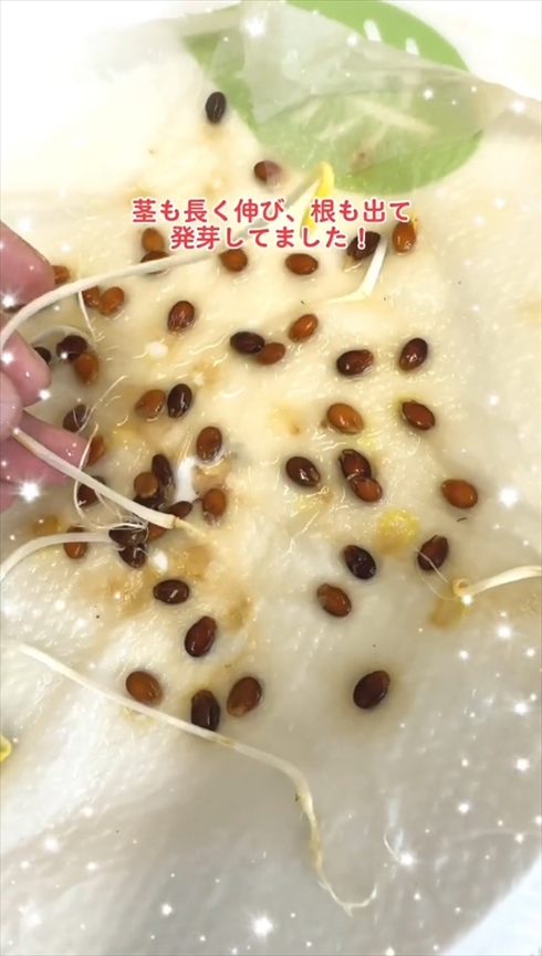 植物　スイカ　芽　検証