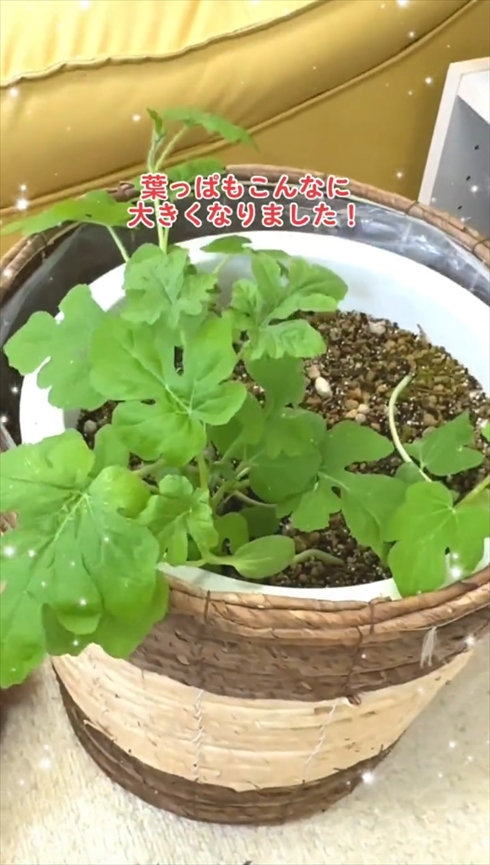 植物　スイカ　芽　検証