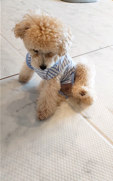 歩けなさそうなワンコ