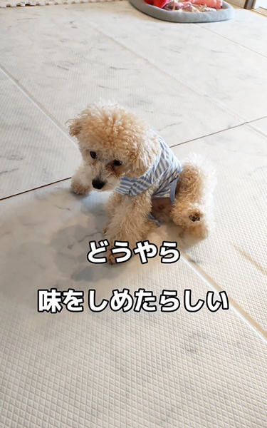 痛くないワンコ