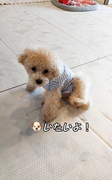 演技力がすごいワンコ