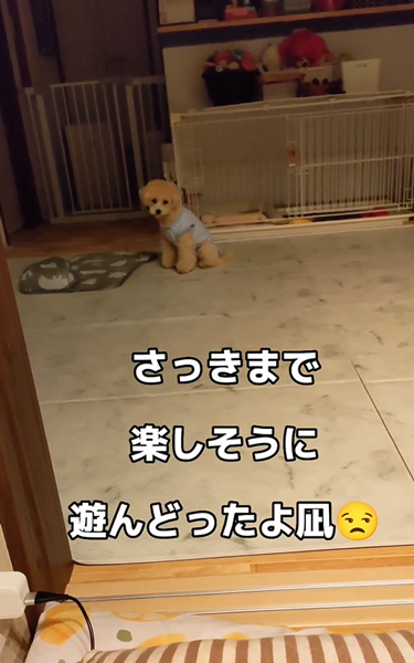 遊んでいたワンコ