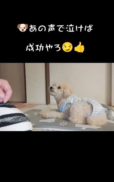 急に痛がるワンコ