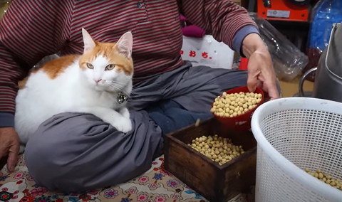 膝の上に茶白猫