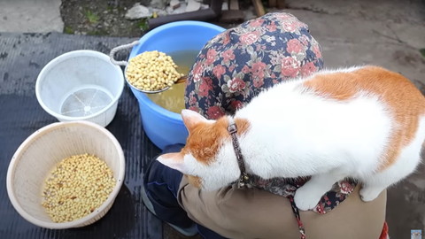 おばあちゃんの首にいる猫