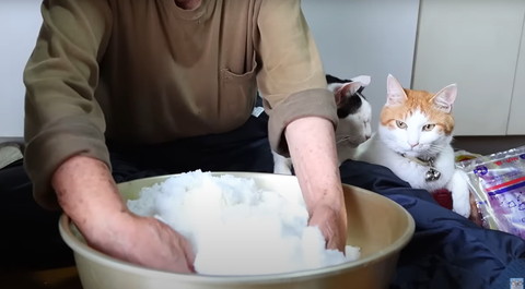 ハチワレ猫と茶白猫